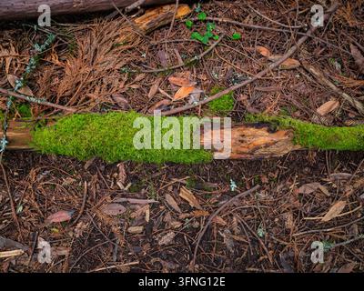 Mit Moos bedeckter gefallener Baumstamm, der auf dem Waldboden zwischen Kiefernnadeln und Blättern ruht Stockfoto