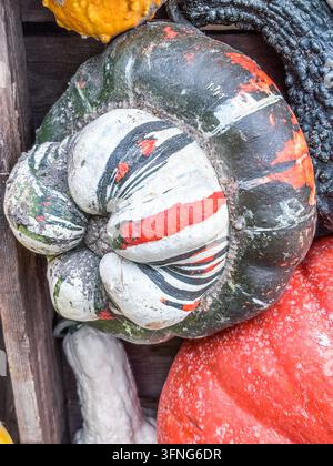 Turk's Turban-Kürbis (Cucurbita maxima), ein Erbsenkürbis, der durch seine charakteristische, turbanartige Kappe, die aus der Basis hervorplatzt, bekannt ist Stockfoto