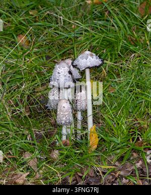 shaggy Tintenkappe bzw. Coprinus comatus, Niederrhein, Deutschland Stockfoto