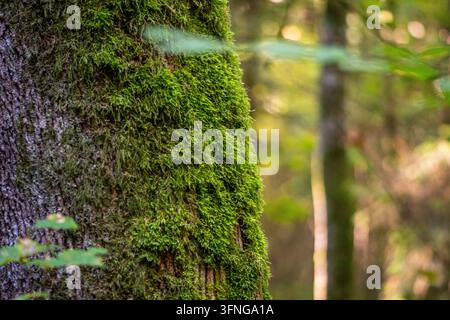 Eine Nahaufnahme von grünem Moos, das auf einem Baumstamm in einem sonnenbeschienenen Wald wächst Stockfoto
