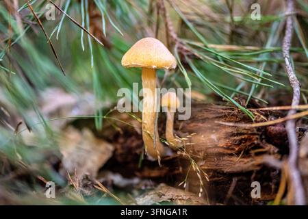 Wildpilze mit glatten, hellgelb-braunen Hüten, die aus einem verrottenden, moosigen Holzstamm auf einem feuchten Waldboden wachsen Stockfoto