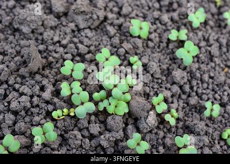 Grüne Sämlinge von Senf, die aus dunkler Erde sprießen, Sinapis arvensis Stockfoto