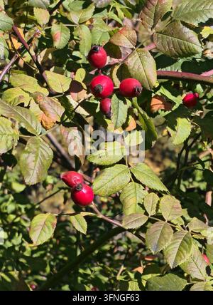 Roter Hagebutten wachsen an einem Strauch im Herbst Stockfoto