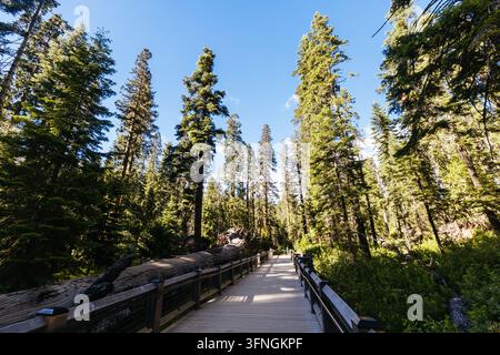 MARIPOSA, VEREINIGTE STAATEN - 29. JUNI 2026: Ein hölzerner Promenadenweg windet sich durch die hoch aufragenden Mammutbäume des Mariposa Grove im Yosemite-Nationalp Stockfoto