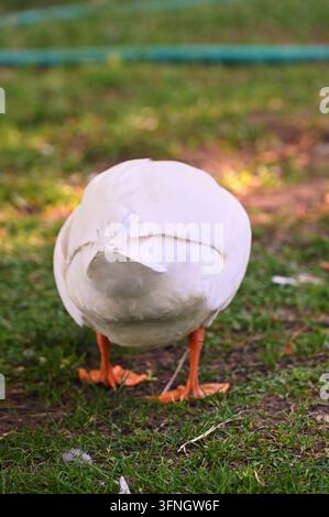 Vertikale detaillierte Makro-Stockfotografie, die die Rückansicht einer weißen Hausente zeigt, die auf grünem Gras mit orangefarbenen Schwimmfüßen im Freien läuft. Stockfoto