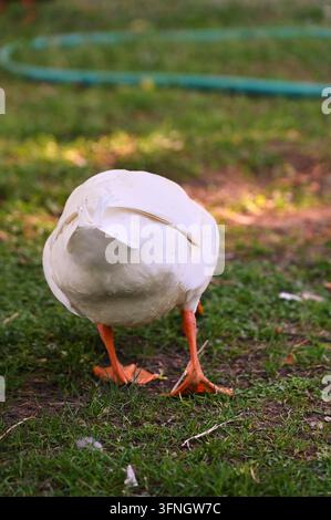 Vertikale detaillierte Makro-Stockfotografie, die die Rückansicht einer weißen Hausente zeigt, die auf grünem Gras mit orangefarbenen Schwimmfüßen im Freien läuft. Stockfoto
