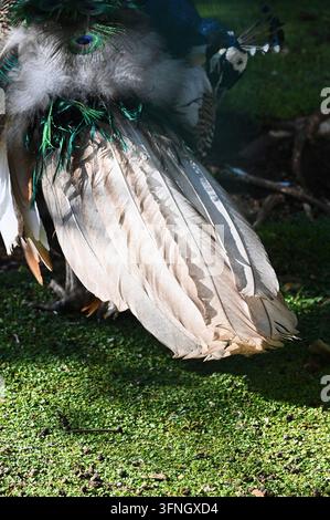 Vertikale detaillierte Makro-Stockfotografie, die eine Nahaufnahme der bunten Gefieder und Federn eines Pfaus auf grünem Gras im Freien bei natürlichem Tageslicht zeigt. Stockfoto
