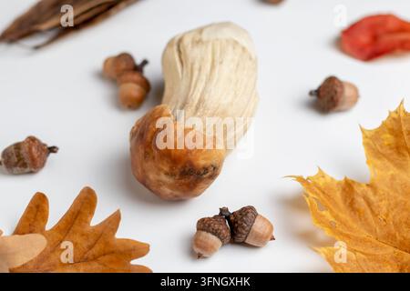 Herbstliche Flat-Lay-Komposition mit großem Porcini-Borretschpilz, Eicheln, getrockneter Eiche, Ahornblättern auf weißem Hintergrund, rote Beere daneben, saisonale Natur Stockfoto