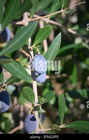 Vertikale detaillierte Makro-Stockfotografie, die reife dunkelviolette Oliven zeigt, die an einem Ast mit grünen Blättern im Freien bei natürlichem Tageslicht hängen. Stockfoto