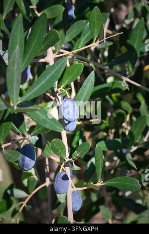 Vertikale detaillierte Makro-Stockfotografie, die reife dunkelviolette Oliven zeigt, die an einem Ast mit grünen Blättern im Freien bei natürlichem Tageslicht hängen. Stockfoto