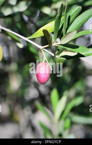 Vertikale detaillierte Makro-Stockfotografie, die eine reifende rosa-lila Olive zeigt, die an einem Ast mit grünen Blättern im Freien unter natürlichem Tageslicht hängt Stockfoto