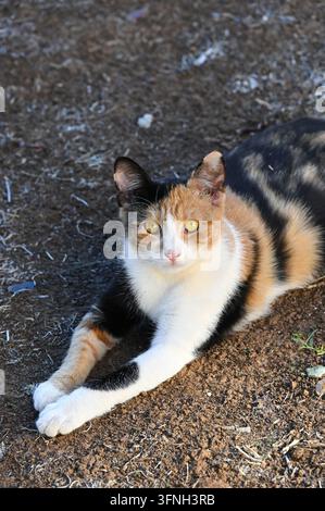 Vertikale detaillierte Makro-Stockfotografie, die eine süße Calico-Katze zeigt, die im Freien bei natürlichem Tageslicht auf dem Boden liegt. Stockfoto