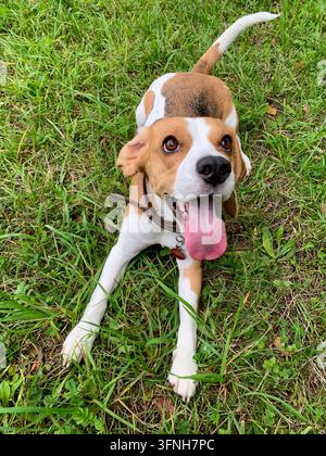 Dreifarben-Beagle in einem Ledergeschirr liegt auf grünem Gras mit herausgestreckter Zunge und schaut zur Kamera auf. Stockfoto