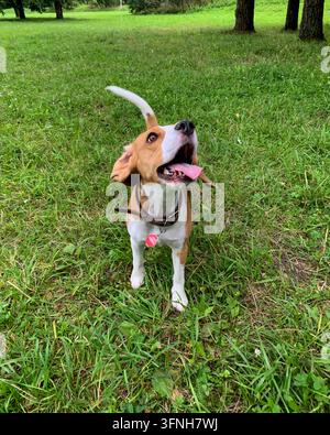Beagle mit Lederhalsband auf grünem Parkgras, schaut mit offenem Maul und herausgestreckter Zunge nach oben, die Ohren flattern Stockfoto