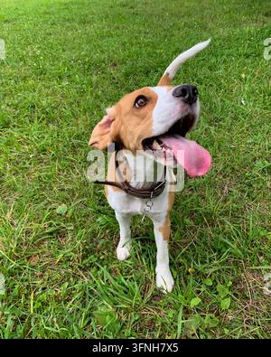 Fröhlicher Beagle-Welpe in einem braunen Ledergeschirr, der auf grünem Gras sitzt und mit herausgestreckter Zunge nach oben schaut Stockfoto