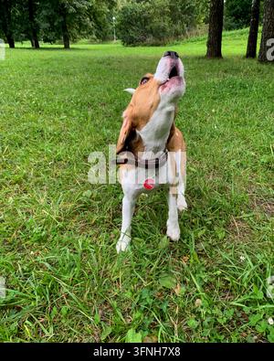 Junger Beaglehund in einem braunen Ledergeschirr heult mit erhobenem Kopf, steht auf grünem Gras in einem Sommerpark Stockfoto