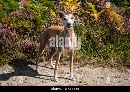 Italienischer Windhund Whippet im Sommerwald Stockfoto