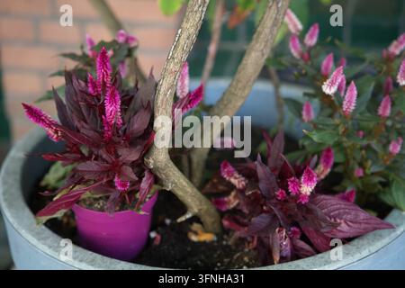 Nahaufnahme einer blühenden Celosienpflanze Mystic Shades (Celosia argentea). Hochwertiges Foto Stockfoto