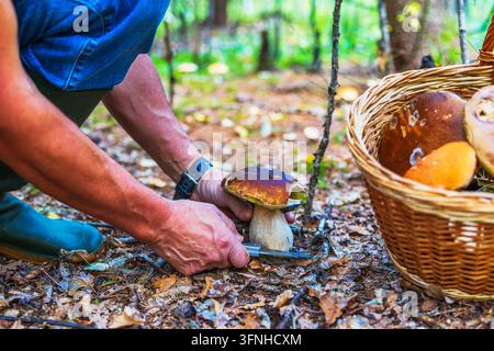 Nahaufnahme eines Mannes, der einen Steinpilz neben einem aus Weiden geflochtenen Korb schneidet, der mit Pilzen gefüllt ist, im Wald. Schweden. Stockfoto