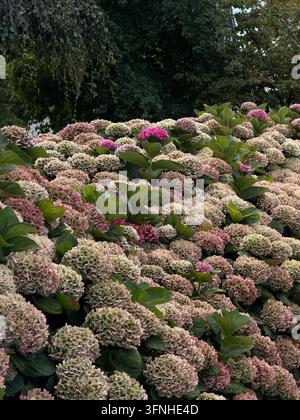 Üppige Hortensiensträucher blühen in einem Garten mit zarten rosa und weißen Blüten Stockfoto