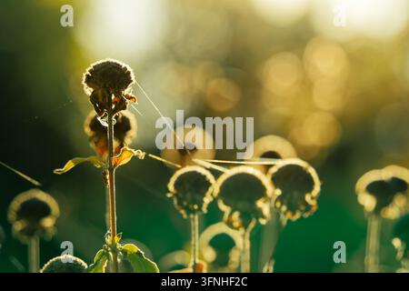 Von hinten beleuchtete getrocknete Blumenblüten mit zarten Spinnwebenfäden, die im warmen goldenen Abendlicht leuchten, vor einem weichen grünen und goldenen Bokeh-Hintergrund Stockfoto