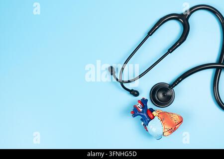 Ein anatomisches menschliches Herzmodell mit einem schwarzen medizinischen Stethoskop auf einem sauberen blauen Hintergrund. Perfekt für Kardiologie, Gesundheitswesen, Medizin und Herz-Kreislauf-Erkrankungen. Stockfoto