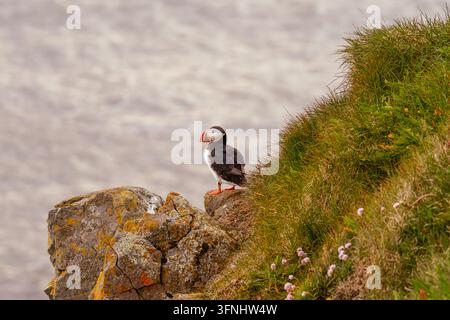 Atlantik-Murmeltier steht auf einer felsigen, grasbewachsenen Meeresklippe über sanft verschwommenem Ozeanwasser und zeigt eine ruhige Küstenwildtierszene in Island. Stockfoto
