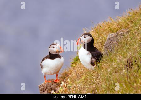Zwei Atlantik-Lummen Fratercula arctica, Island, stehen auf einer grasbewachsenen Küstenklippe über dem Meer, mit bunten orangefarbenen Schnäbeln und weichem blauem Wasser im Hintergrund Stockfoto