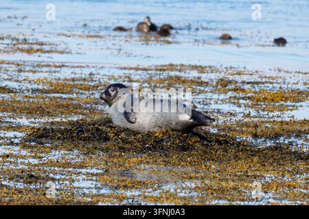 Junge graue Seehund ruht auf einem algenbedeckten felsigen Ufer neben ruhigem blauem Wasser, mit anderen Seehunden im Hintergrund unscharf am Ytri-Strand. Stockfoto