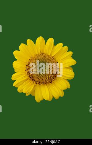 Eine gelbe Sonnenblume zeigt ihre lebendigen Blütenblätter und die zentrale Scheibe. Der grüne Hintergrund unterstreicht die helle Farbe der Blume. Diese Umgebung hebt die Sonne hervor Stockfoto