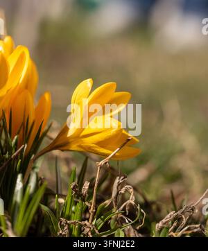 Gelbe Krokusblüten, die aus dem Boden auftauchen und warmes Sonnenlicht auf ihren zarten Blütenblättern einfangen, symbolisieren neue Anfänge und die Ankunft des Frühlings Stockfoto