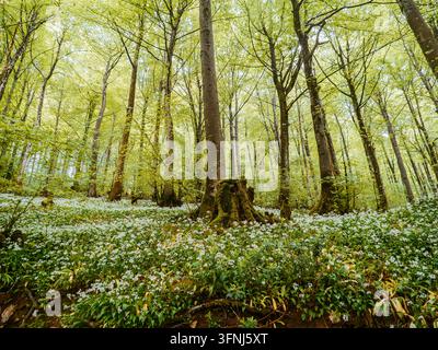 Hohe Laubbäume ragen durch ein üppiges Waldkronendach über einen Waldboden, der mit zarten weißen Wildblumen, Moos und dichtem grünen Laub bedeckt ist Stockfoto