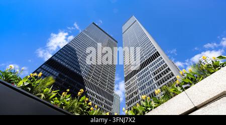 Niedrigwinkel-Panoramablick auf die Wolkenkratzer des Finanzzentrums von Toronto, die sich gegen einen lebendigen blauen Himmel erheben, eingerahmt von üppiger Grünfläche und gelben Blumen im Do Stockfoto