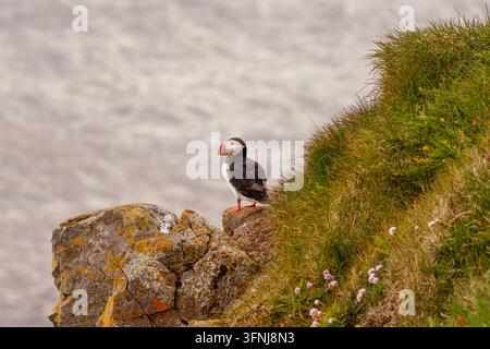 Atlantik-Murmeltier steht auf einer felsigen, grasbewachsenen Meeresklippe über sanft verschwommenem Ozeanwasser und zeigt eine ruhige Küstenwildtierszene in Island. Stockfoto
