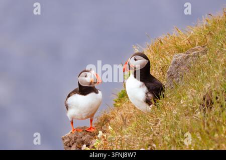 Zwei Atlantik-Lummen Fratercula arctica, Island, stehen auf einer grasbewachsenen Küstenklippe über dem Meer, mit bunten orangefarbenen Schnäbeln und weichem blauem Wasser im Hintergrund Stockfoto