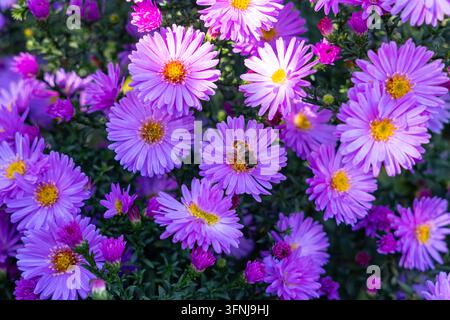 Hochwinkelmakroaufnahme einer Honigbiene, die Pollen auf leuchtend violetten New-York-Asterblüten sammelt, die im Garten an einem sonnigen Herbsttag blühen Stockfoto