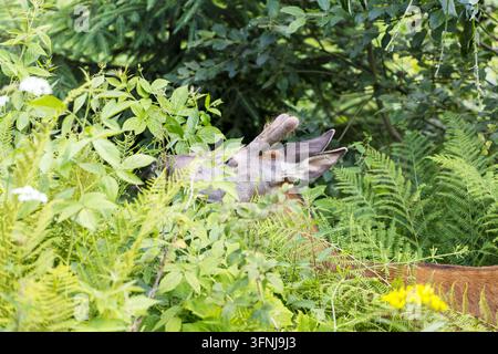 Nahaufnahme eines jungen Hirsches, der frische Blätter zwischen grünen Büschen in einem wilden Waldökosystem frisst Stockfoto