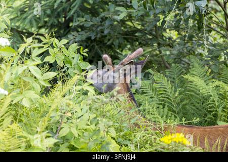 Junger Hirsch mit kleinen Samthörnern streckt sich nach frischen Baumblättern in einem üppigen grünen Wald. Stockfoto
