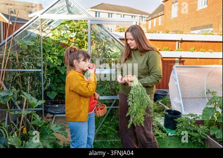 Mutter und Tochter ernten Bio-Gemüse in einem Gewächshaus im Hinterhof, wobei das Kind eine Tomate probiert, während frische Karotten und Gartenkulturen gesammelt werden Stockfoto