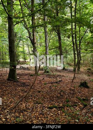 Dichte Laubwaldlandschaft in Deutschland mit hohen Buchen- und Eichenstämmen, einem belaubten grünen Dach, das weiches Tageslicht durchlässt, und einem mit Blättern übersäten Waldboden, der in b Stockfoto