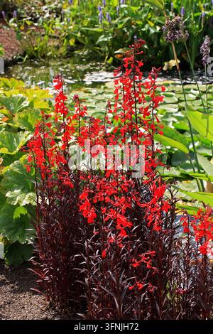 Kardinalblume, Lobelia cardinalis "Queen Victoria", Lobelioideae, Campanulaceae. Amerika. Stockfoto
