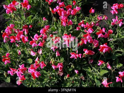 Duftblumen, Lathyrus odoratus, Fabaceae. Versuche im Royal Horticultural Gardens, Wisley, Woking, Surrey. Die Duftblume, Lathyrus odoratus. Stockfoto