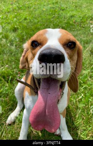 Beagle-Hund sitzt auf grünem Gras mit offenem Maul und langer rosa Zunge, schaut in der Nahaufnahme zur Kamera hinauf. Stockfoto