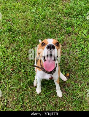 Ein glücklicher dreifarbiger Beagle in einem Ledergeschirr sitzt auf grünem Gras und schaut mit herausgestreckter Zunge nach oben. Stockfoto