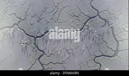 Eine Luftaufnahme zeigt eine Schar weißer Vögel, die über ein strukturiertes, rissiges Feuchtgebiet mit gewundenen Wasserkanälen schweben. Stockfoto