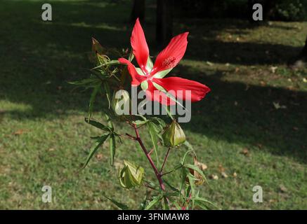 Blüte und Knospen von rotem Hibiscus coccineus auf einem Rasen. Er ist auch bekannt als Texasstern oder scharlachroter Roseneibisch. Stockfoto