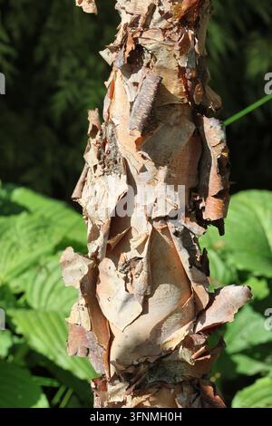 Betula nigra. Nahaufnahme eines zottigen, sich ablösenden Birkenstamms, der jüngere beige, rosa, cremefarbene und braune Farbtöne zeigt. Stockfoto