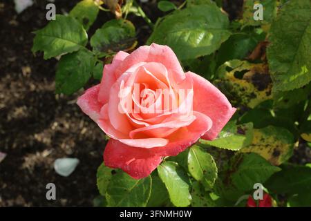 Rosa 'Silver Jubilee'. Nahaufnahme einer einzelnen Hybrid-Tee-Rose mit rosa, cremefarbenen und aprikosenfarbenen Blütenblättern. Züchter: David Austin. Stockfoto