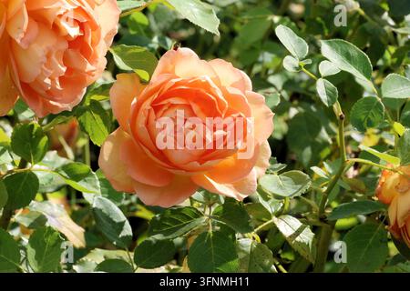 Rosa [Lady of Shalott] ('Ausnyson'). Nahaufnahme einer einzigen atemberaubenden doppelten pfirsich-aprikosenrosa-orangen Englischen Strauchrose im Sommer. David Austin Stockfoto