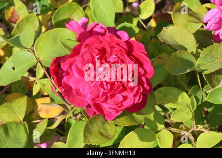 Rosa [Sophy's Rose] ('Auslot'). Nahaufnahme einer leuchtend rosa englischen Strauchrose mit breiten, flachen Blütenblättern, deren Größe von den Rändern abnimmt. David Austin Stockfoto